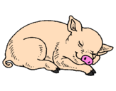 Desenho Porco a dormir pintado por Nicolas