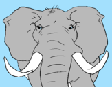 Desenho Elefante africano pintado por guilherme a. l. nery