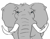Desenho Elefante africano pintado por Nicolas