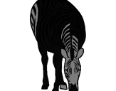 Desenho Zebra pintado por kenia
