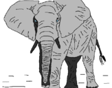 Desenho Elefante pintado por kenia
