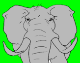 Desenho Elefante africano pintado por graciele 
