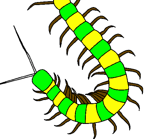 Desenho Centopeia pintado por felipe