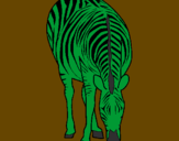 Desenho Zebra pintado por nadim45