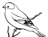 Desenho Canário selvajem pintado por aves