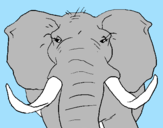 Desenho Elefante africano pintado por ady