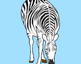 Desenho Zebra pintado por BIEL