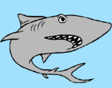 Desenho Tubarão pintado por LUIZFELIPE