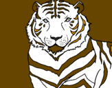 Desenho Tigre pintado por tigre branco