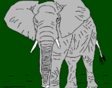 Desenho Elefante pintado por caue
