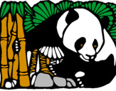 Desenho Urso panda e bambu pintado por ´helena