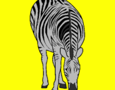 Desenho Zebra pintado por KAUANN