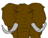 Desenho Elefante africano pintado por ELEFANTE