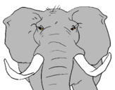 Desenho Elefante africano pintado por JOÃO FELIPE
