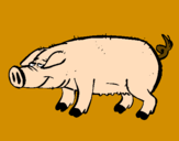 Desenho Porco com cascos negros pintado por Pig