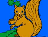 Desenho Esquilo pintado por barbara souza