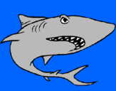Desenho Tubarão pintado por Tubarão Branco
