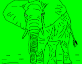 Desenho Elefante pintado por dudu