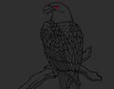 Desenho Águia num ramo pintado por pedrow aguias