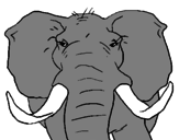 Desenho Elefante africano pintado por Valdeci Paixao