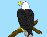 Desenho Águia num ramo pintado por josé victor