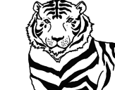 Desenho Tigre pintado por loco abreu