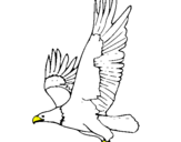 Desenho Águia a voar pintado por OSÉIAS