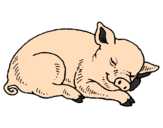 Desenho Porco a dormir pintado por henriq