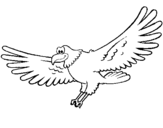 Desenho Falcão pintado por gaviao
