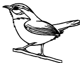 Desenho Pássaro silvestre pintado por salete