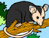 Desenho Ardilla possum pintado por João Marcos