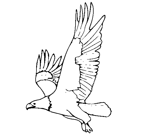 Desenho Águia a voar pintado por keke