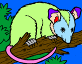 Desenho Ardilla possum pintado por jornal nacional