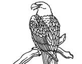 Desenho Águia num ramo pintado por willy