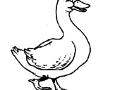 Desenho Pato pintado por pata ven