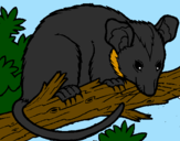 Desenho Ardilla possum pintado por henrique
