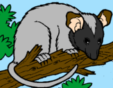 Desenho Ardilla possum pintado por caua