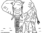 Desenho Elefante pintado por scheilinha