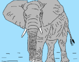 Desenho Elefante pintado por misleidy