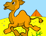 Desenho Camelo pintado por carolina