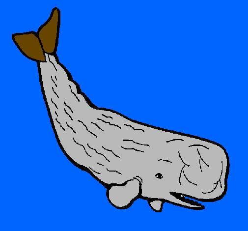 Baleia grande
