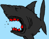 Desenho Tubarão pintado por daniel  e  tubarau