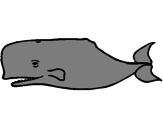 Desenho Baleia azul pintado por lugu