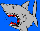 Desenho Tubarão pintado por lucca  tubarão