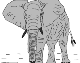 Desenho Elefante pintado por jhonny