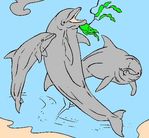 Golfinhos a brincar