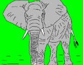 Desenho Elefante pintado por iago