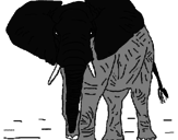 Desenho Elefante pintado por laureti