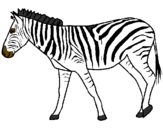 Desenho Zebra pintado por PATY