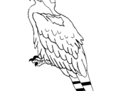 Desenho Águia pintado por amelia